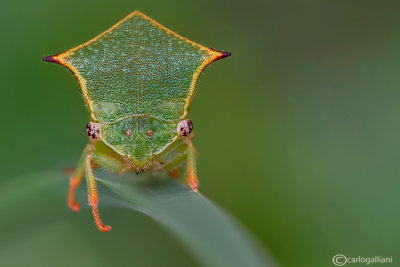 Stictocephala bisonia