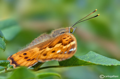 Apatura ilia