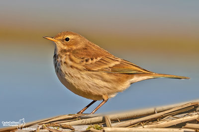 Spioncello-Water Pipit (Anthus spinoletta)