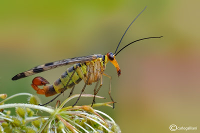 Mosca scorpione (Panorpa sp. )