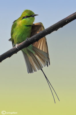 Gruccione verde minore - Green Bee-eater (Merops orientalis)