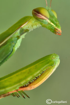European mantis - Mantis religiosa