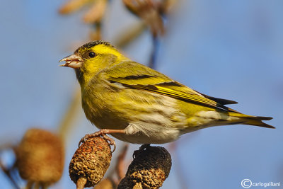 Lucherino-Eurasian Siskin (Carduelis spinus)