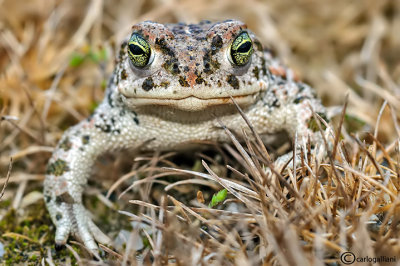 Rospo calamita-Natterjack Toad  (Bufo calamita)
