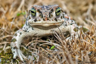 Rospo calamita-Natterjack Toad (Bufo calamita)