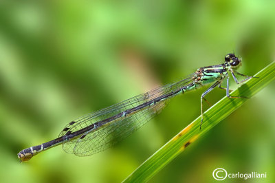 Coenagrion pulchelum female