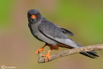 Falco cuculo- Red-footed Falcon (Falco vespertinus)