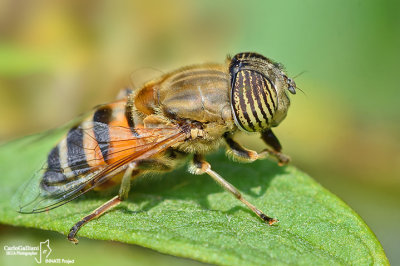 Eristalinus taeniops