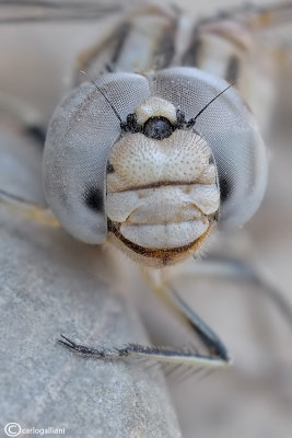 brachythemis impartita14.jpg