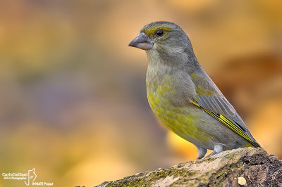 Verdone -European Greenfinch (Carduelis chloris)