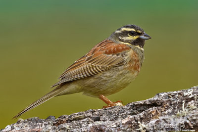 Zigolo nero- Cirl Bunting (Emberiza cirlus)