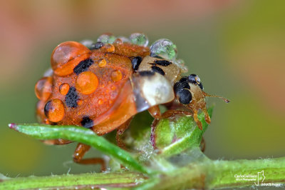 Harmonia axyridis