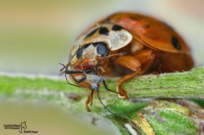 Harmonia axyridis