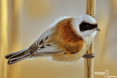 Pendolino-Penduline-Tit(Remiz pendulinus)