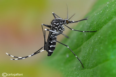 Zanzara tigre (Aedes albopictus)