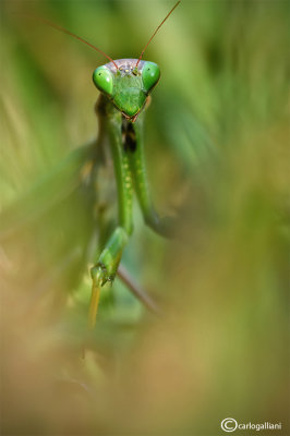 Mantis religiosa