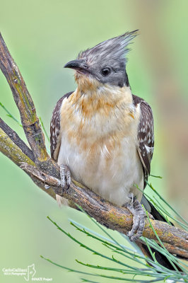 Cuculo dal ciuffo-Great Spotted Cuckoo  (Clamator glandarius)