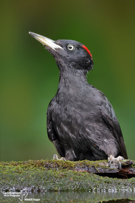 Picchio nero -Black Woodpecker (Dryocopus martius)