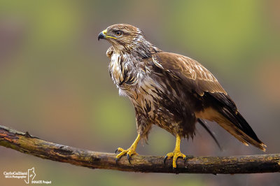 Poiana-Common Buzzard (Buteo buteo)