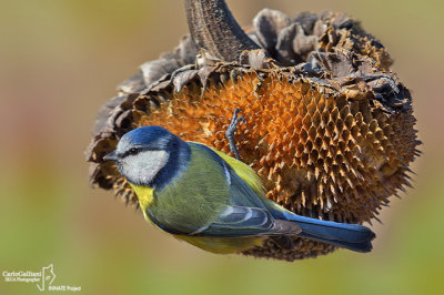 Cinciarella-Blue Tit(Cyanistes caeruleus)