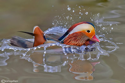 Anatra mandarina-Mandarin Duck (Aix galericulata)