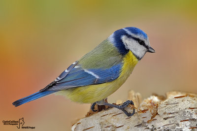 Cinciarella-Blue Tit(Cyanistes caeruleus)