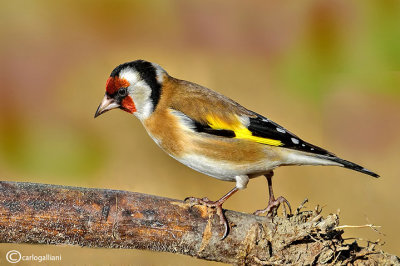 Cardellino -European Goldfinch (Carduelis carduelis)