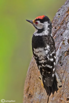 Picchio rosso minore -Lesser Spotted Woodpecker (Dendrocopos minor)