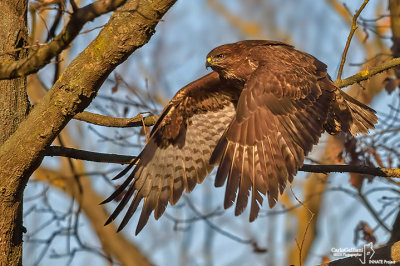 Poiana-Common Buzzard (Buteo buteo)