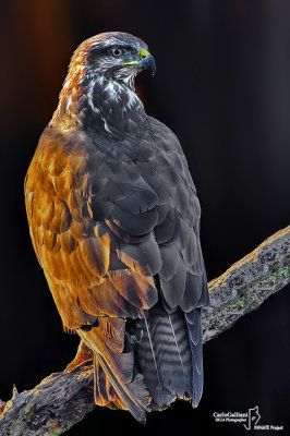 Poiana-Common Buzzard (Buteo buteo)
