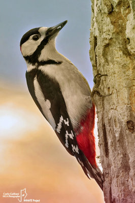 Picchio rosso maggiore-Great Spotted Woodpecker (Dendrocopos major)