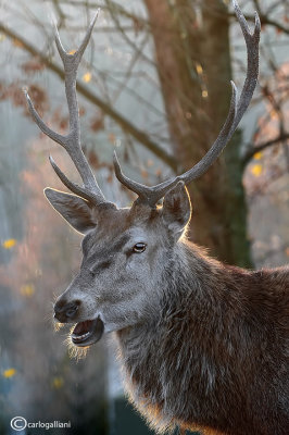 Cervo-Red deer (Cervus elaphus)