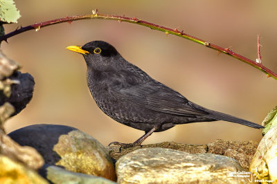 Merlo- Blackbird (Turdus merula)