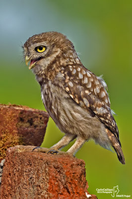 Civetta-Little Owl (Athene noctua)