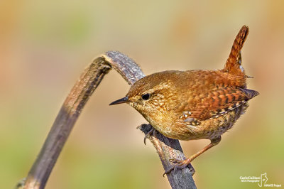 Scricciolo-Winter Wren (Troglodytes troglodytes)