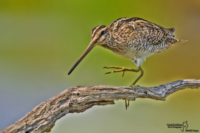 Beccaccino-Common Snipe (Gallinago gallinago)