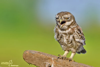 Civetta-Little Owl (Athene noctua)