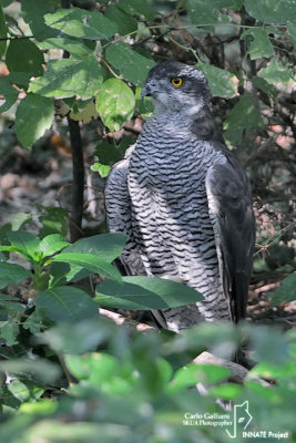 Astore- Northern Goshawk (Accipiter gentilis)