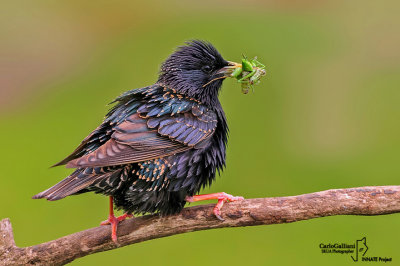 Storno -Starling (Sturnus vulgaris)