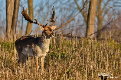 Daino-Fallow Deer (Dama dama)