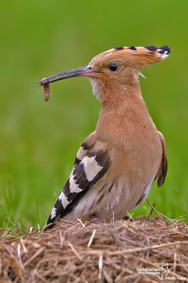 Upupa- Hoopoe (Upupa epops)