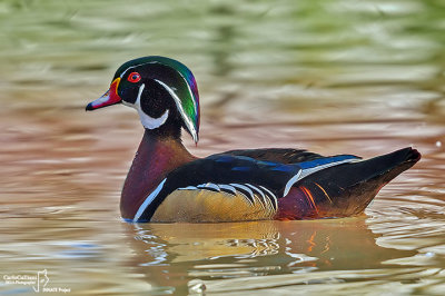 Anatra sposa-Wood Duck (Aix sponsa)