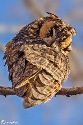 Gufo comune-Long-eared Owl (Asio otus)