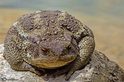 Rospo comune- Common Toad (Bufo bufo)