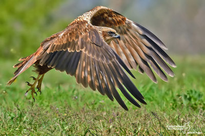Falco di palude-Western Marsh Harrier (Circus aeruginosus)