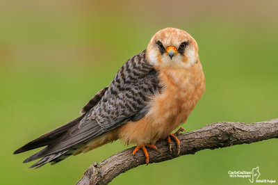 Falco cuculo- Red-footed Falcon (Falco vespertinus)