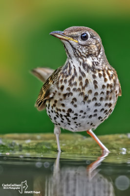 Tordo bottaccio - Song Thrush (Turdus philomelos )