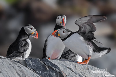 Pulcinella di mare-Atlantic Puffin (Fratercula arctica)