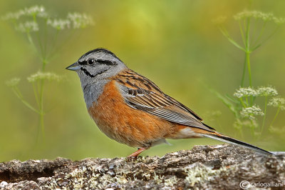 Zigolo muciatto- Rock Bunting (Emberiza cia)