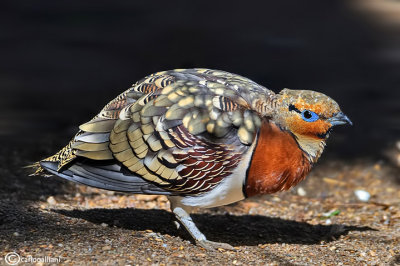 Grandule-Pin-tailed Sandgrouse (Pterocles alchata)